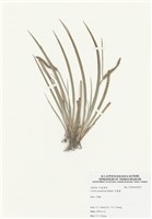 藏品(菖浦)的圖片